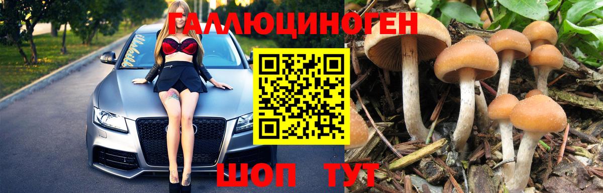 Галлюциногенные грибы Psilocybe Нарткала